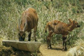 In der freien Wildbahn ist die Chance gering, Bongos zu gesicht zu bekommen