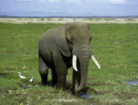 Der Amboseli National Park ist berhmt fr seinen grossen Bestand an Elefanten. Rund 800 Dickhuter leben hier. Gern halten sie sich in den Sumpfgebieten auf. 