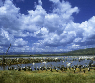 Lake Nakruru See